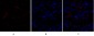 Smad3 Polyclonal Antibody